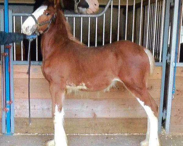 horse Still Brooks Aleath (Clydesdale, 2015, from Brookside R & M Apollo Ohno Not Again)