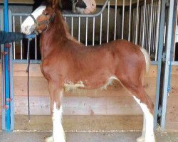 horse Still Brooks Aleath (Clydesdale, 2015, from Brookside R & M Apollo Ohno Not Again)