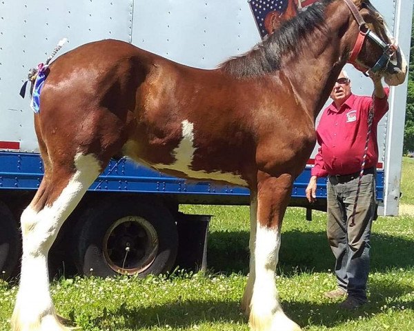 Pferd Still Brookes Ike (Clydesdale, 2019, von Jonesway Lochlyn)