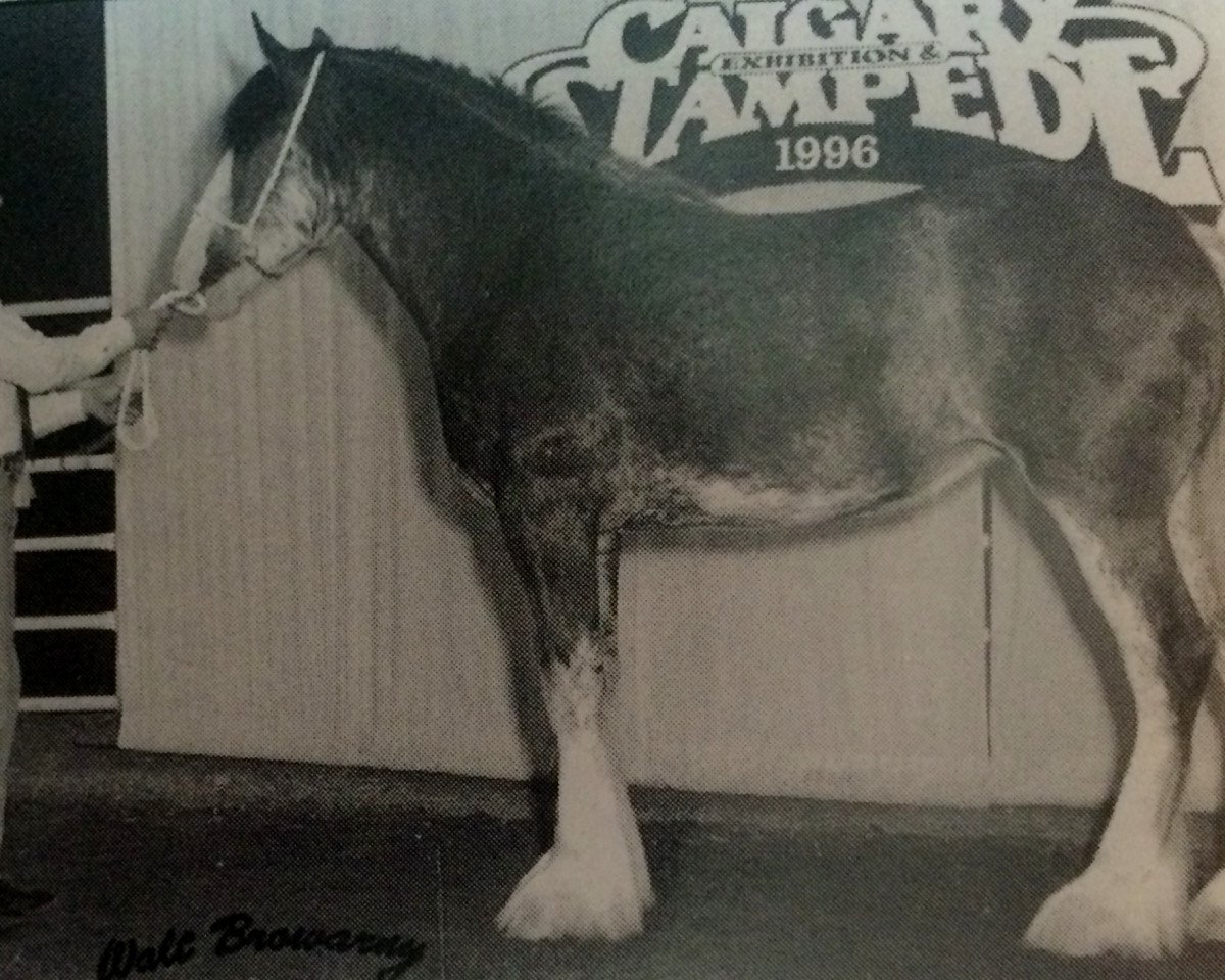 horse Stepin In Style (Clydesdale, 1995, from Willow Way Victor)