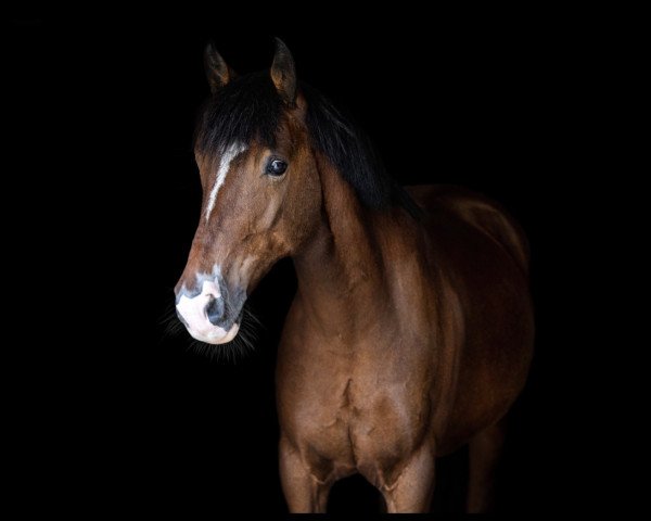 horse Tyrllawn Hercules (Welsh-Cob (Sek. D), 2009, from Willowcourt Prince)