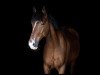 Pferd Tyrllawn Hercules (Welsh-Cob (Sek. D), 2009, von Willowcourt Prince)