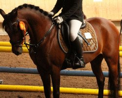 jumper Laika van Wassenhove (Belgian Riding Pony, 2007, from Carl van Stal de Liemers)