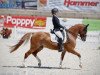 dressage horse Veikko (German Riding Pony, 2011, from Visconti)