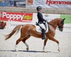 dressage horse Veikko (German Riding Pony, 2011, from Visconti)