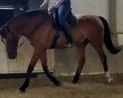 dressage horse Cher Ami 3 (Oldenburger, 2005, from Cordial Medoc)