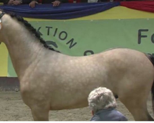 stallion First Class Colorado (German Riding Pony, 2015, from Crown Charm of Royal)