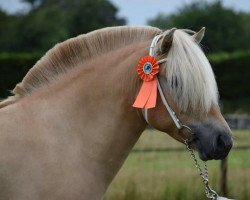 horse Maloy (Fjord Horse, 2016, from Gio)