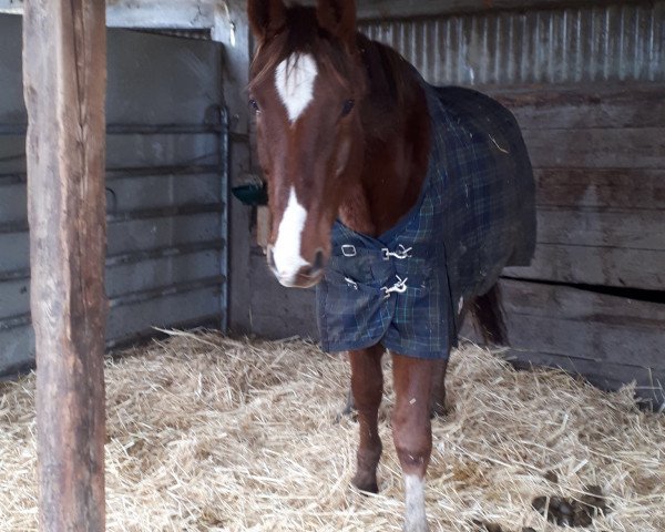 dressage horse Ben 440 (Westphalian, 2004, from Belissimo NRW)