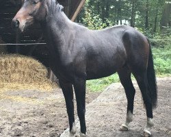 dressage horse Family Guy (Westphalian, 2018, from Fürst von Soest)