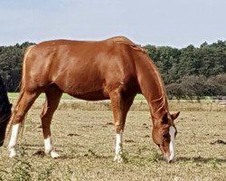 dressage horse Be Barclay (Hanoverian, 2012, from Bonifatius)