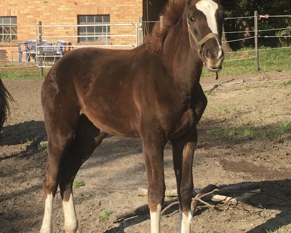 dressage horse Fashion Queen (Westphalian, 2020, from Fashion In Black NRW)