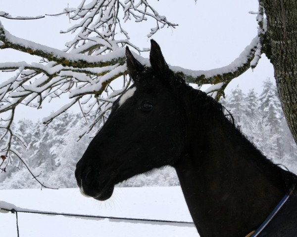 horse Wioda (Polish Warmblood, 2007, from Roland)