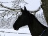 horse Wioda (Polish Warmblood, 2007, from Roland)