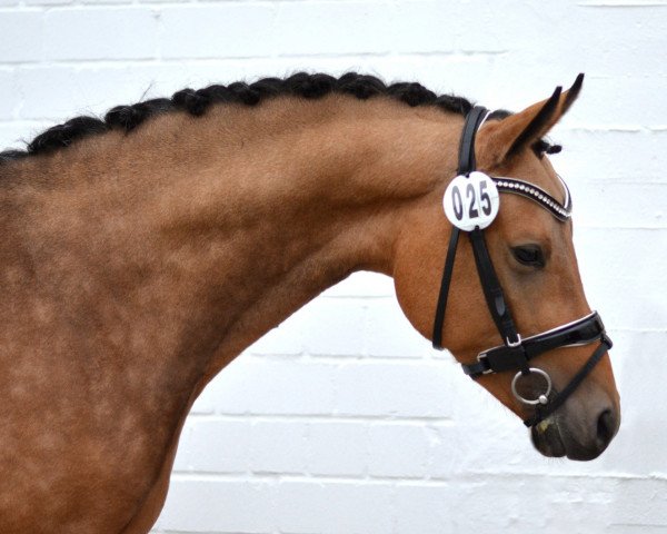 stallion Da Silva Domingo (German Riding Pony, 2018, from Dating At NRW)
