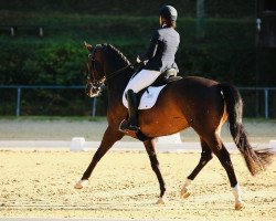 dressage horse Fools Garden (Westphalian, 2012, from Fürst Piccolo)