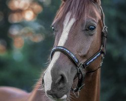 dressage horse Daylight (Westphalian, 2012, from den Haag 12)