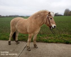 Pferd Dyren (Fjordpferd, 2011, von Dylan)