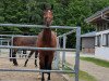 jumper Comic Held IK (Oldenburg show jumper, 2016, from Casino Berlin OLD)