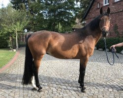 broodmare Damgards Ofelia (Danish Warmblood, 1997, from Come Back II)