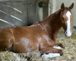 Pferd Kokowäh S (Hannoveraner, von Kaiser)