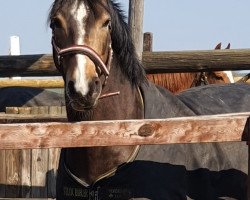 broodmare Calenbergs Soraya (German Riding Pony,  , from Pink Floyd)