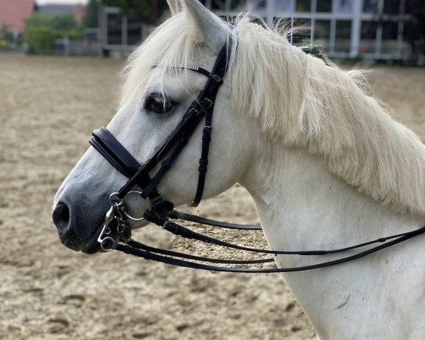 dressage horse Der Schimmel (German Riding Pony, 2006, from Dein Freund)