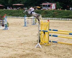 jumper Carlotta L 3 (Oldenburg show jumper, 2012, from Califax)