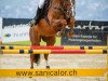 Springpferd Forester CH (Schweizer Warmblut, 2010, von For Pleasure)