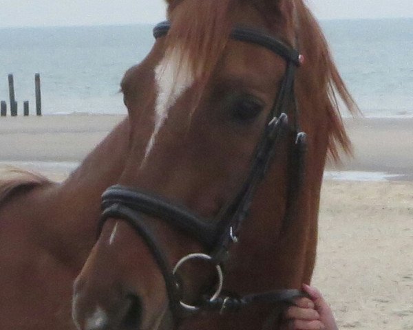 dressage horse M'Adore Madison (Oldenburg, 1996, from Merian)