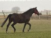 broodmare W-Diadora (Holsteiner, 2006, from Diamant de Semilly)