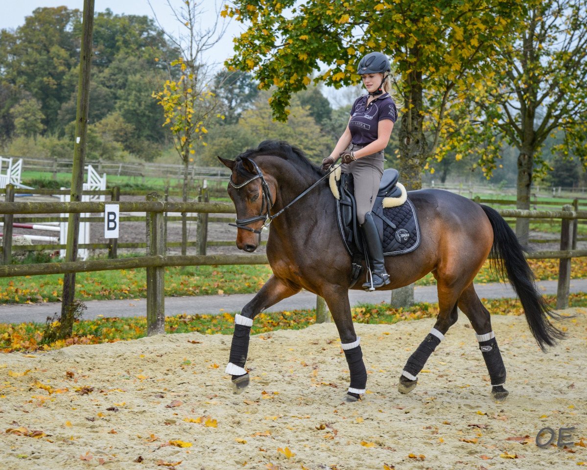 dressage horse Fürst Franz 8 (Oldenburg, 2013, from Fürstenball)