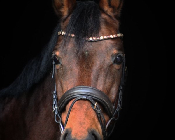 dressage horse Donna Lotta (Hanoverian, 2008, from Don Dior 4)