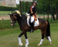 dressage horse Mister Universum NRW (German Riding Pony, 2012, from FS Mr. Right)