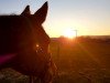 jumper Sydney (Swedish Warmblood, 2008, from Shadow Jumper)