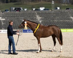 dressage horse Take me 4 (German Sport Horse, 2016, from Birkhof's Topas FBW)