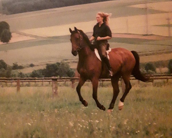 Pferd Gigolo 168 (Hannoveraner, 1980, von Grande)