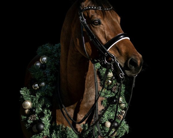 Pferd Salvatore (Deutsches Sportpferd, 2011, von Saami xx)