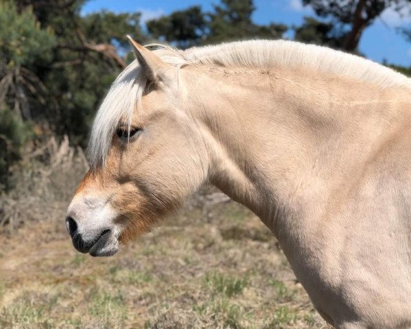 broodmare Sitske van den Bosdries (Fjord Horse, 2016, from Almglimt)