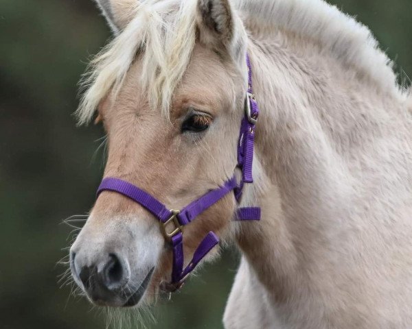 horse Reesa (Fjord Horse, 2020, from Låvi)