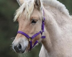 Pferd Reesa (Fjordpferd, 2020, von Låvi)