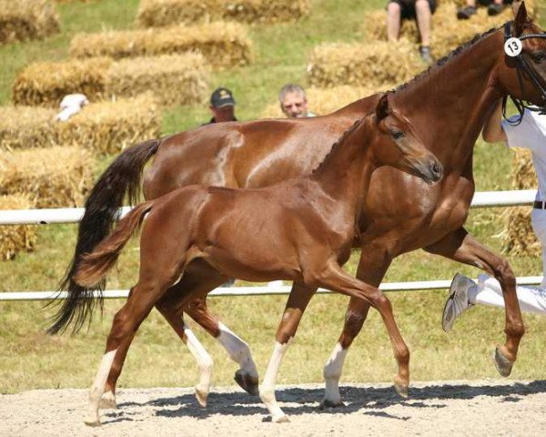 broodmare Date me (Württemberger, 2010, from Don Diamond)