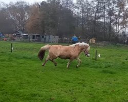 Zuchtstute Oakley (Fjordpferd, 2018, von Gio)