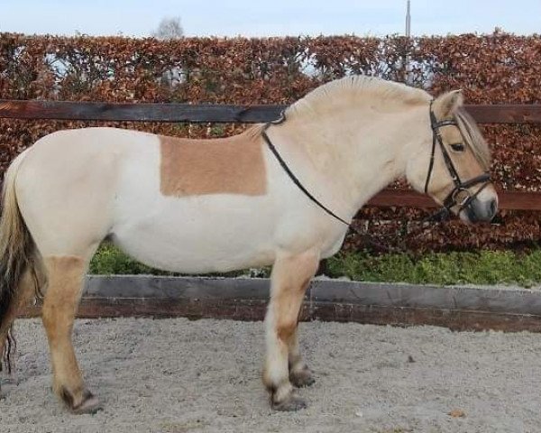 broodmare Zara (Fjord Horse, 2003, from Sverre I)