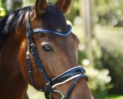 dressage horse Amaro (German Riding Pony, 2011, from A Gorgeous)