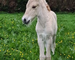 horse Raven FM (Fjord Horse, 2020, from Gio)