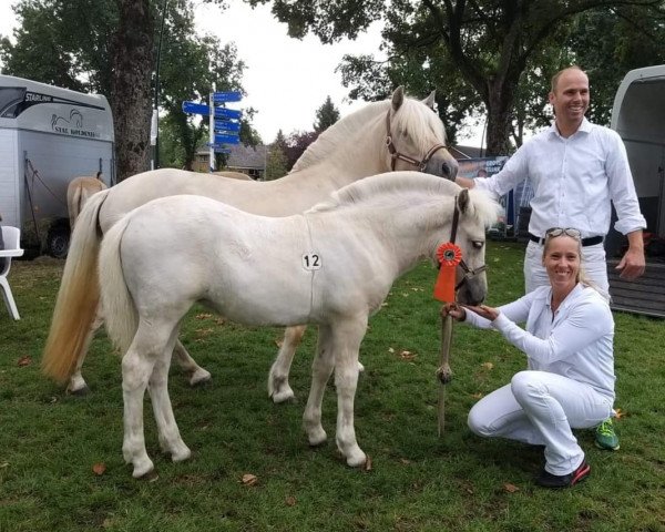 broodmare Phinte F.Y. (Fjord Horse, 2019, from Gio)