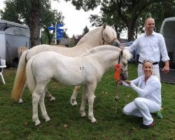 broodmare Phinte F.Y. (Fjord Horse, 2019, from Gio)