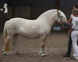 broodmare Arwen (Fjord Horse, 2012, from Rudsmo Remi)