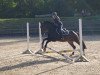 dressage horse Hubert's History (German Riding Pony, 2012, from Hennes II)